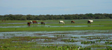 Brazil-Pantanal-Pantaneiro Ride in the Pantanal